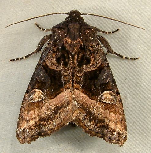 American Angle Shades