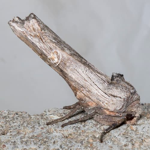 American Brindle Moth