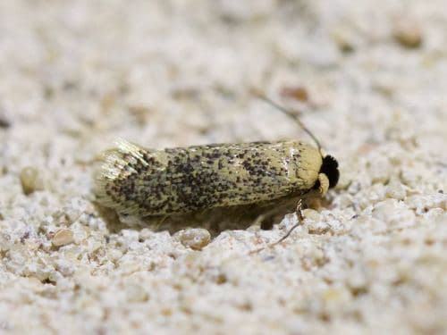 American Chestnut Moth