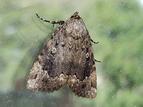 American Copper Underwing