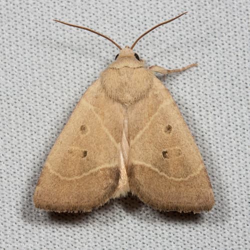 American Dun-bar Moth
