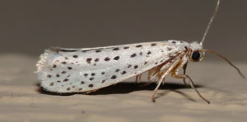 American Ermine Moth