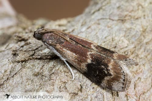 American Plum Borer Moth