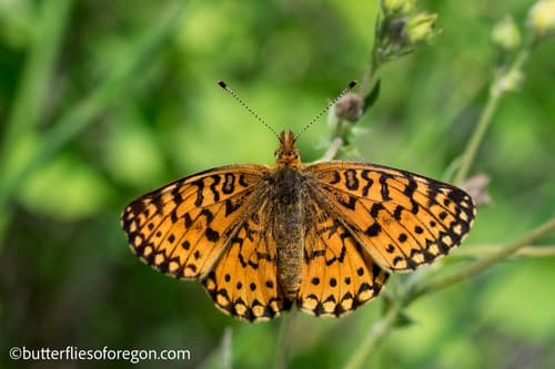 American Silver-bordered Fritillary
