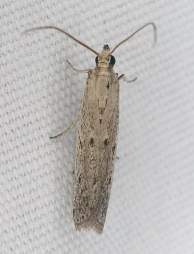 American Sunflower Moth