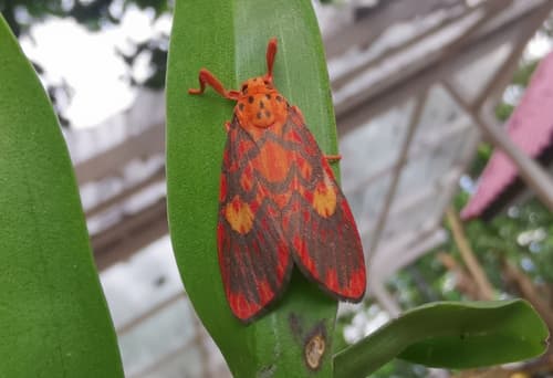 No widely recognized common name