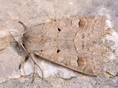 Ammoconia caecimacula