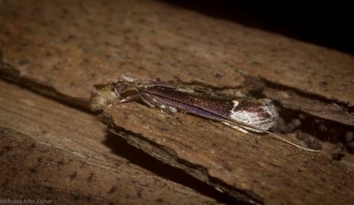 Amphithera heteroleuca