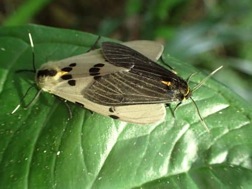 Solitary Amsactoides Moth