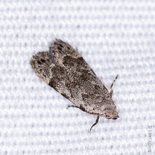 Anacampsis conclusella