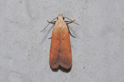 Anacampsis fullonella