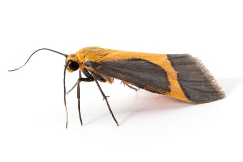 Angel Lichen Moth
