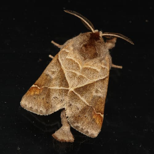 Angle-lined Prominent