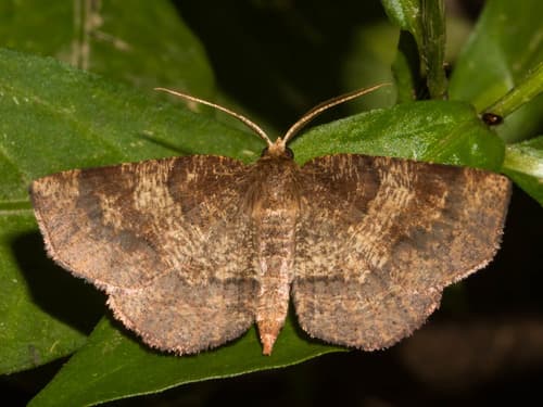 Angled Metarranthis Moth