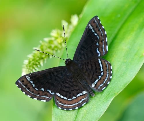 Anius Metalmark