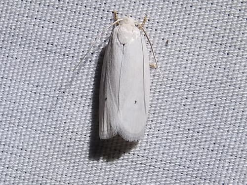 White Antaeotricha Moth