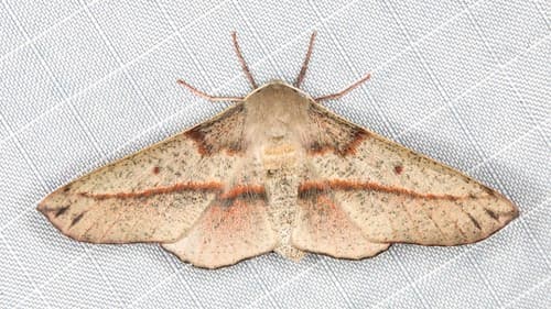 Antictenia punctunculus