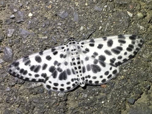 Antipercnia albinigrata