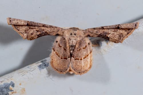 Antiplecta triangularis