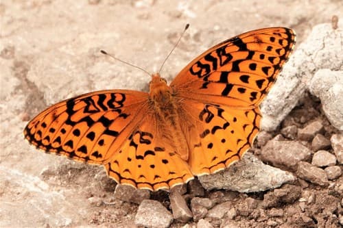 Aphrodite Fritillary