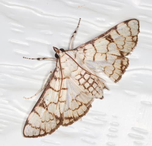 Aphytoceros lucusalis