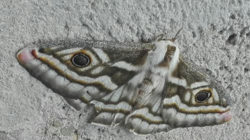 Apollo Marbled Emperor