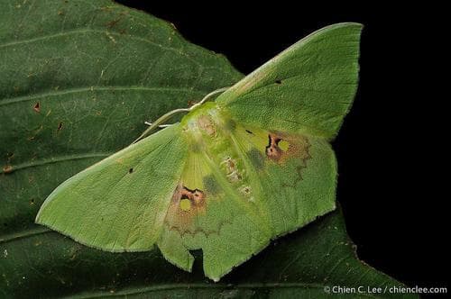 Green Leaf Moth