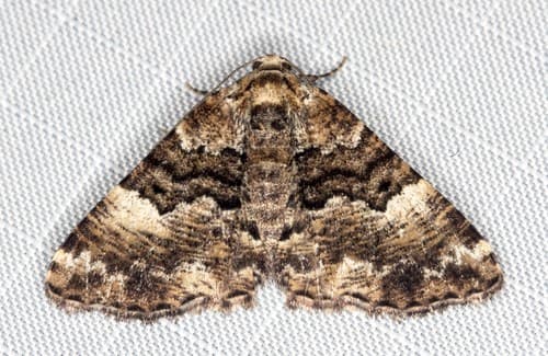 Aporoctena scierodes