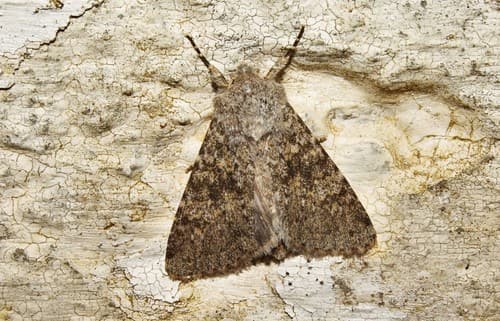 Black-banded Brindled Green