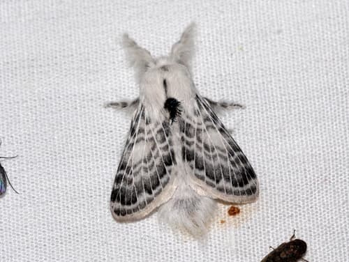 Apotolype brevicrista