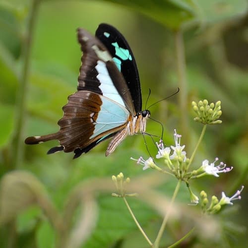 Apple-green Swallowtail
