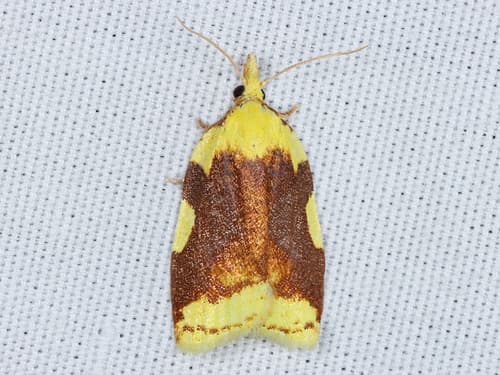 Aproned Cenopis Moth