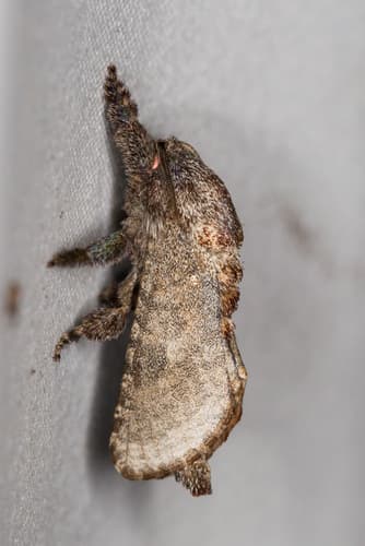 Arbela Carpenterworm Moth