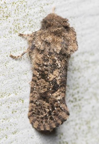 Arcane Grass Tubeworm Moth