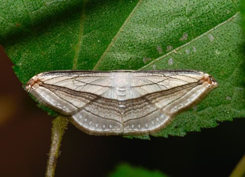 Tergeminaria Snout Moth