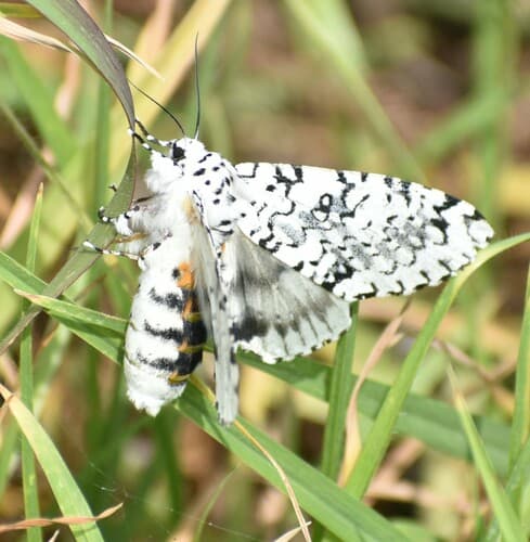 Arctioptera cavillator