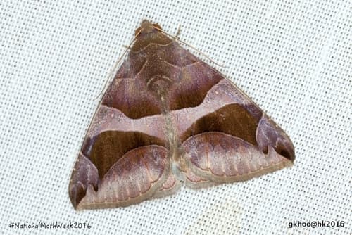 Arcuate Passenger Moth