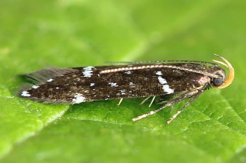 Argolamprotes micella