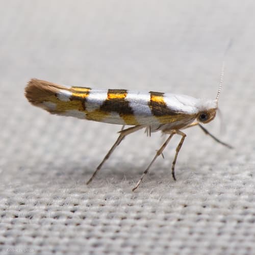 Argyresthia calliphanes