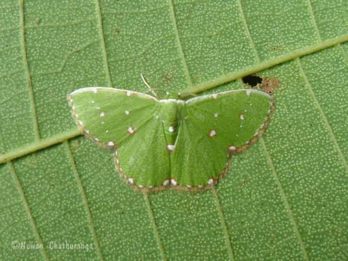 Argyrocosma inductaria