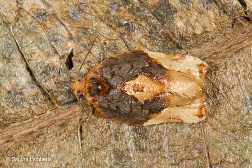 Mottled Leafroller Moth