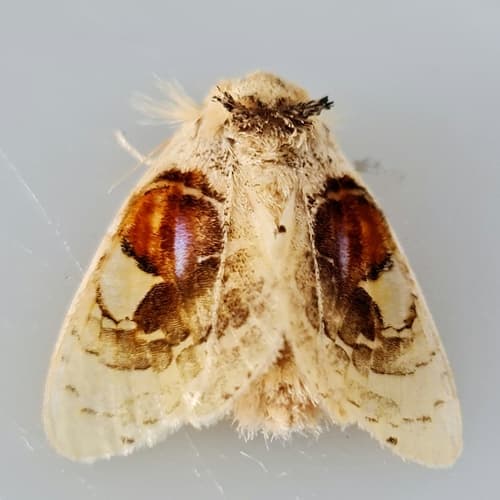 Arrhenophanes perspicilla