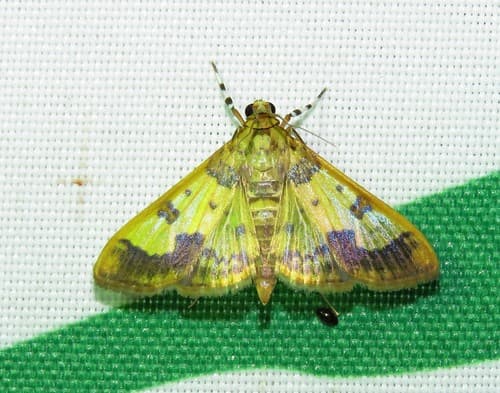 Arthromastix pactolalis