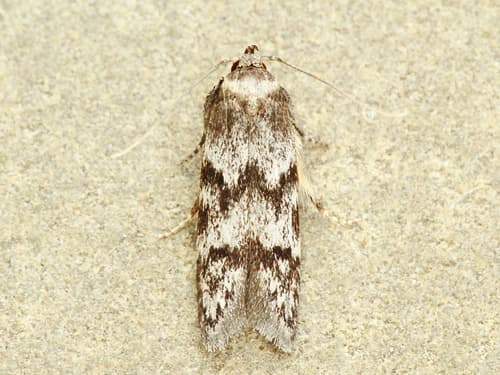 Asaphocrita aphidiella