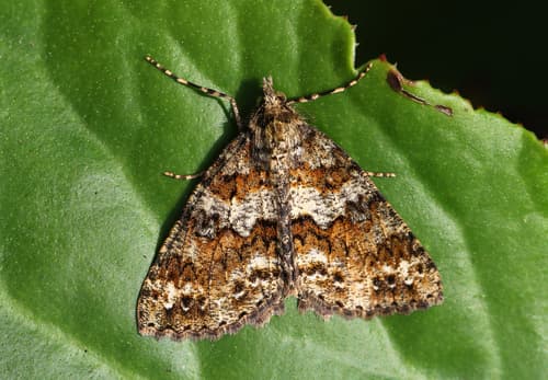 Fortunata Carpet