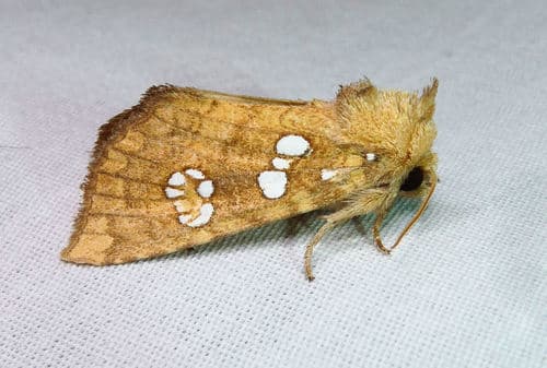 Ash Shoot Borer Moth