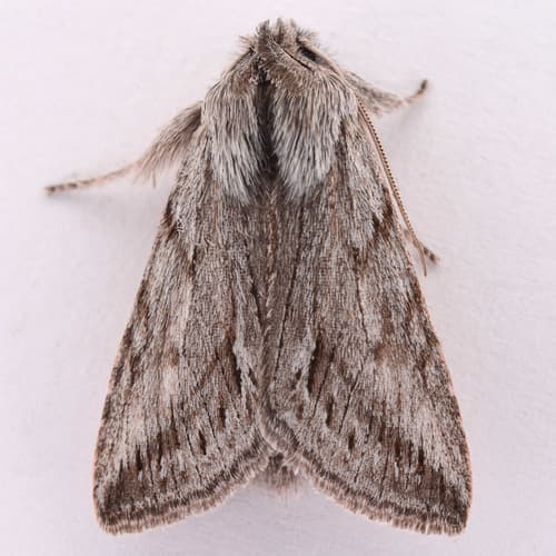 Ashy Pleromelloida Moth