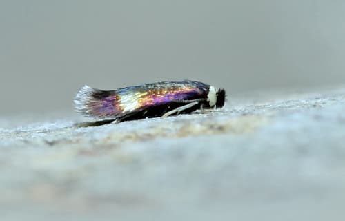Asian Elm Leafminer Moth