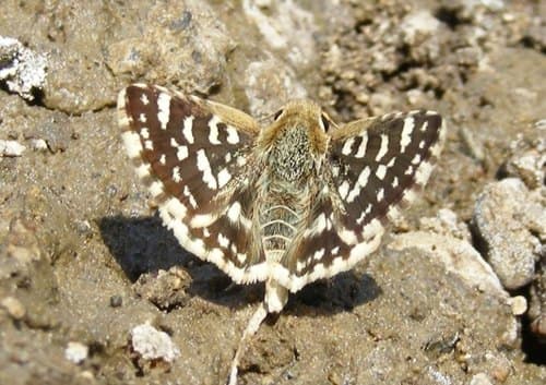 Asian Grizzled Skipper