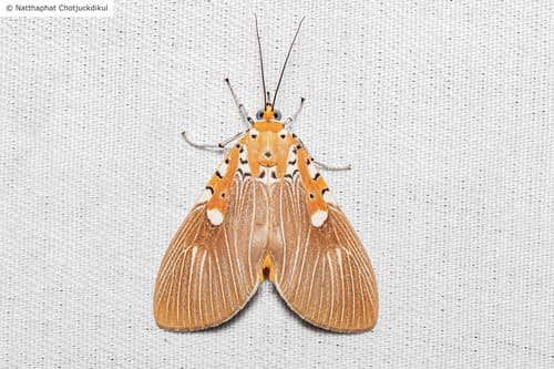 Fig-tree Moth